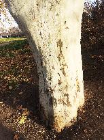 a writing DEMISI on platanus tree tunk after yesterday's demonstration for resignation of PM Andrej Babis convoked by Million Moments for Democracy group