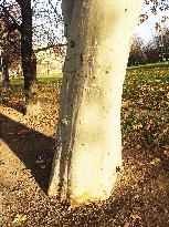 a slogan SAY NO TO ANO on platanus tree tunk after yesterday's demonstration for resignation of PM Andrej Babis convoked by Million Moments for Democrac