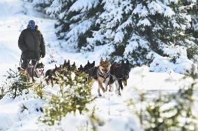 Sedivackuv long race, mushing, musher, dogs, dog team, race, husky