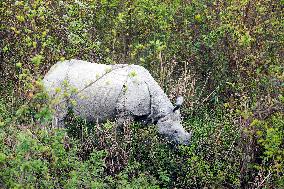 Asian Greater One-horned Rhinoceros, Great Indian Rhinoceros, Rhinoceros unicornis, Kaziranga