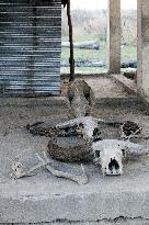 skull, buffalo, Kaziranga