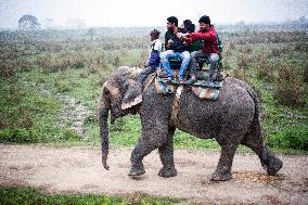 elephant, tourists, Kaziranga