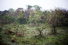 deer, Kaziranga