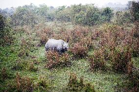 Asian Greater One-horned Rhinoceros, Great Indian Rhinoceros, Rhinoceros unicornis, Kaziranga