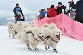 Sedivackuv long race, mushing, musher, dogs, dog team, race
