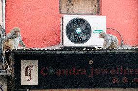 Chandni Chowk, monkey, monkeys, air condition, ventilator
