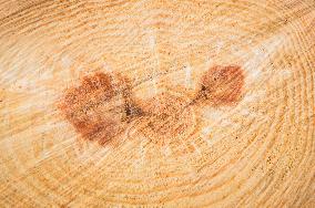 Natural live edge round wood slab with growth rings, cross cut wood, texture