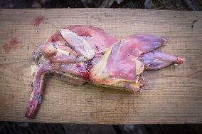 skinned common pheasant cock, skin, pelt, hide, hunted game, shot, dead