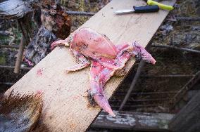 skinned common pheasant cock, skin, pelt, hide, hunted game, shot, dead