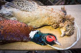 hunted game, shot common pheasant, dead pheasants
