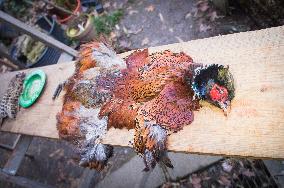 skinned common pheasant cock, skin, pelt, hide, hunted game, shot, dead