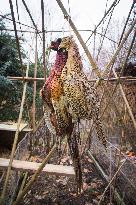 hunted game, shot common pheasant, dead pheasants hanging outside