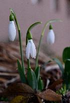 Galanthus nivalis, the snowdrop or common snowdrop, snowdrops