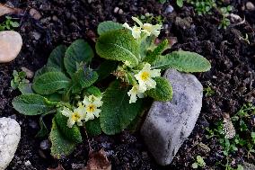 Primula, Primulas