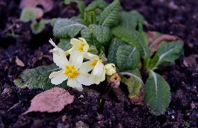 Primula