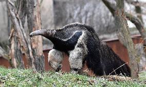 giant anteater (Myrmecophaga tridactyla)