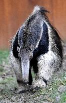 giant anteater (Myrmecophaga tridactyla)