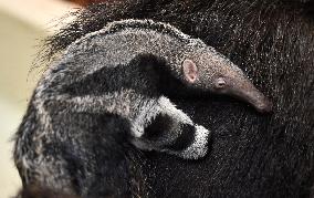 giant anteater (Myrmecophaga tridactyla)