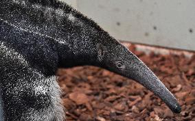 giant anteater (Myrmecophaga tridactyla)