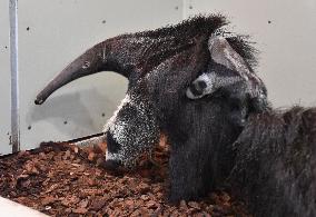 giant anteater (Myrmecophaga tridactyla)