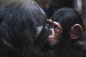 chimpanzee (Pan troglodytes)