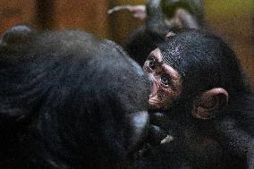 chimpanzee (Pan troglodytes)