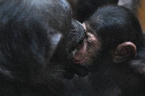 chimpanzee (Pan troglodytes)