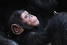 chimpanzee (Pan troglodytes)