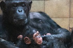 chimpanzee (Pan troglodytes)