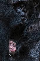 chimpanzee (Pan troglodytes)