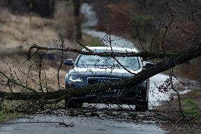 storm Ciara (Sabine), damage, fallen tree, car, road