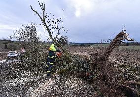storm Ciara (Sabine), damage, uprooted tree