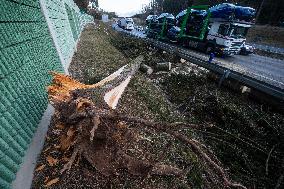 storm Ciara (Sabine), damage, fallen tree, D3 motorway