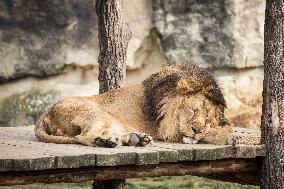 Sleeping lion