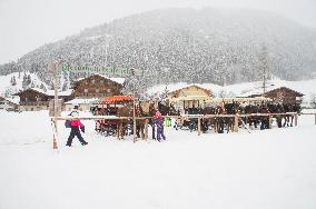 winter, snow, Horse-drawn sleigh touristic ride, sled