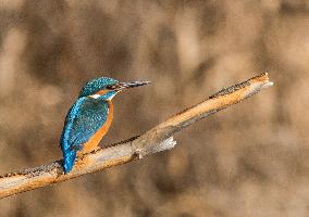 Kingfisher on the branch