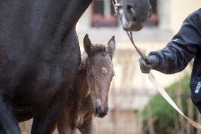 Regencia, mare, Rociana, filly