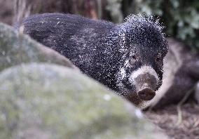 Visayan warty pig (Sus cebifrons)