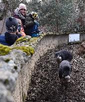 Visayan warty pig (Sus cebifrons), pigs