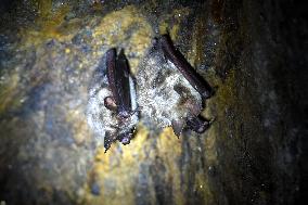 greater mouse-eared bat (Myotis myotis), bat-counting