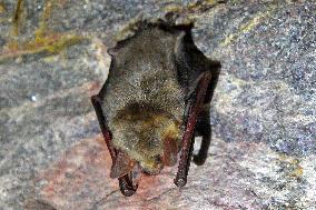 greater mouse-eared bat (Myotis myotis), bat-counting