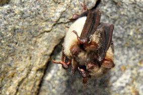 greater mouse-eared bat (Myotis myotis), bat-counting