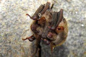 greater mouse-eared bat (Myotis myotis), bat-counting