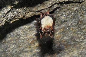 greater mouse-eared bat (Myotis myotis), bat-counting