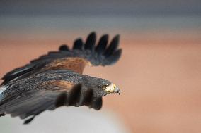 Harris's hawk (Parabuteo unicinctus)