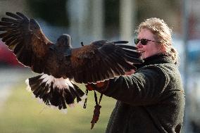 Harris's hawk (Parabuteo unicinctus)