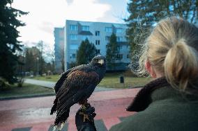 Harris's hawk (Parabuteo unicinctus)