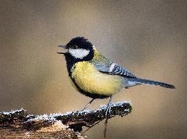 Great tit