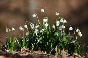 Spring snowflakes (Leucojum vernum) bloom