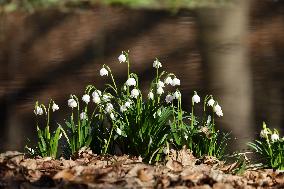 Spring snowflakes (Leucojum vernum) bloom